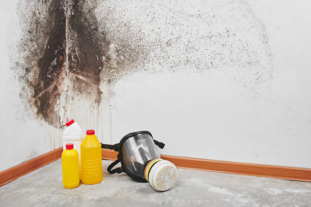 Best Commercial Mold Removal  in Prieville, NC