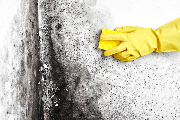 Best Best Mold Removal Companies  in Prieville, NC
