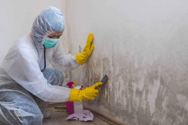 Best Office Mold Removal Services  in Prieville, NC