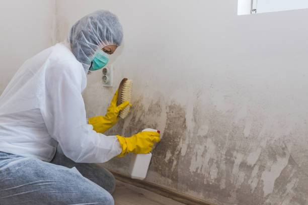 Reliable Princeville, NC Mold Removal Solutions
