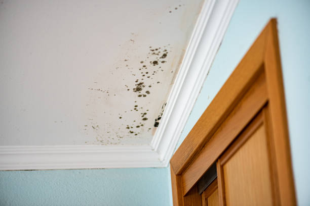 Best Mold Removal Company Near Me  in Prieville, NC
