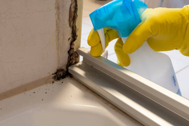 Best Residential Mold Removal  in Prieville, NC