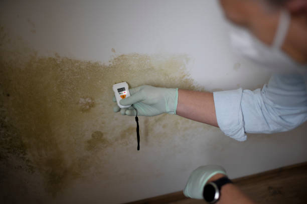 Mold Removal and Inspection in Princeville, NC